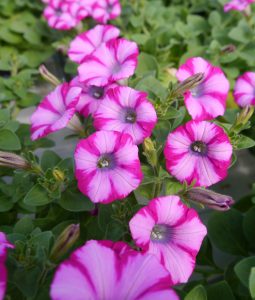 Petunia