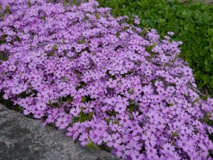 Phlox