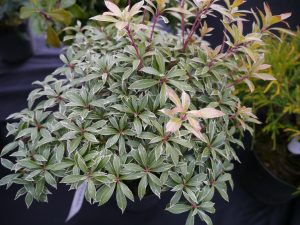 Pieris