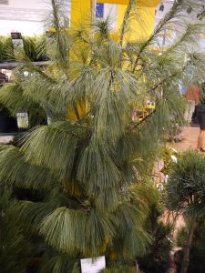 Pinus schwerinii