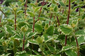 Plectranthus, møllplante