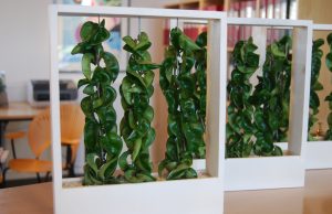 Porselensblomst, Hoya carnosea