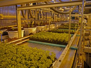 Pottemaskin, produksjon av ampler