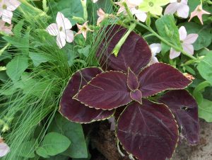 Samplanting med praktspragle og prydtobakk