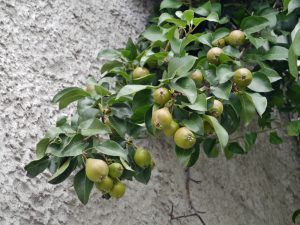 Gren av pæretre med frukt