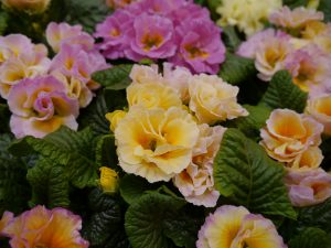Primula