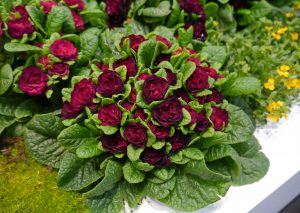 Primula