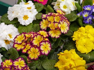 Primula i fargemiks