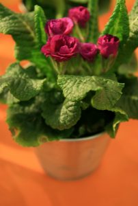 Primula, lilla