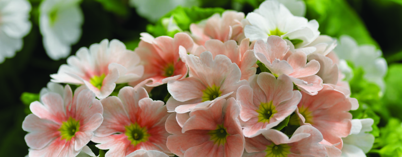 Primula i utsøkt laksefarge