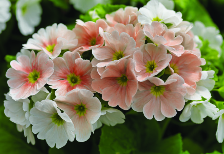 Primula i utsøkt laksefarge