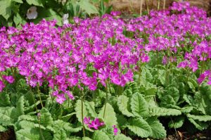 Primula sieboldii
