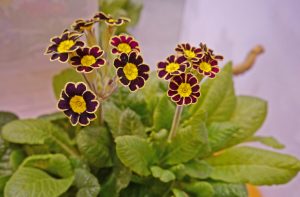 Primula veris