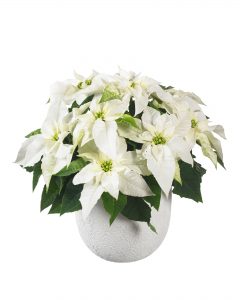 Princettia Pure White, helt hvit julestjerne