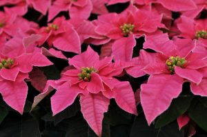 Princettia varm rosa