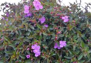 Centradenia