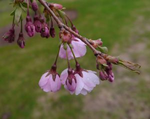 Prunus, blomst av prydkirsebær