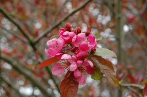 Blomst prydeple