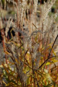 Miscanthus oligostachyus