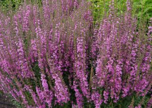 Prydkattehale, Lythrum virgatum