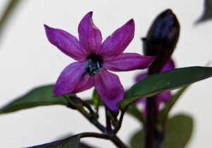 Prydpaprika med mørk blomst