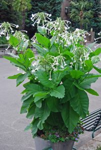Prydtobakk med hvite blomster