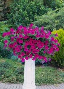 Petunia i hengende ampelvariant egner seg godt på pidestall