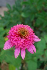 Purpursolhatt, Echinacae purpurea