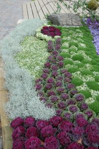 Pyntekål i blomsterbed