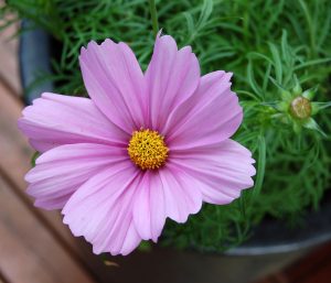 Pyntekorg i rosa