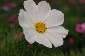 Pyntekorg, enkle grasiøse blomster