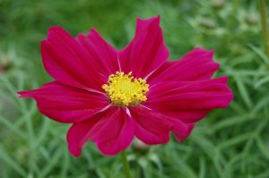 Pyntekorg i skarpt cerise