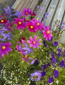 Sommerplanting med pyntekorg, femtunge og surfinia