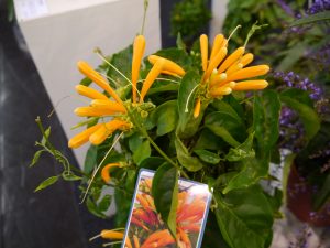 Pyrostegia venusta