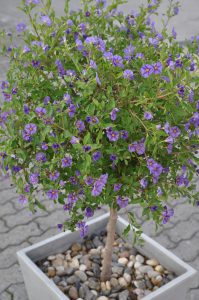 Lycianthes rantonnetii