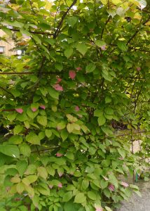 Rødkattebusk, Actinidia kolomikta