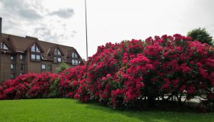 Rhododendron
