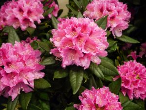 Rhododendron germania