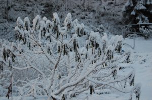 Nedsnødd Rhododendron