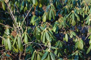 Rhododendron med frøstander