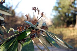 Rhododendron med frøstand og knopp