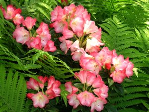 Rhododendron og bregne