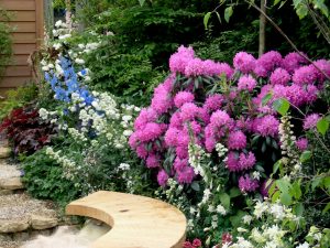 Rhododendron og stauder