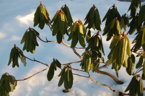 Rhododendron om høsten