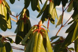 Rhododendron vinter