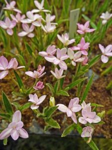 Rhodohypoxis Stella
