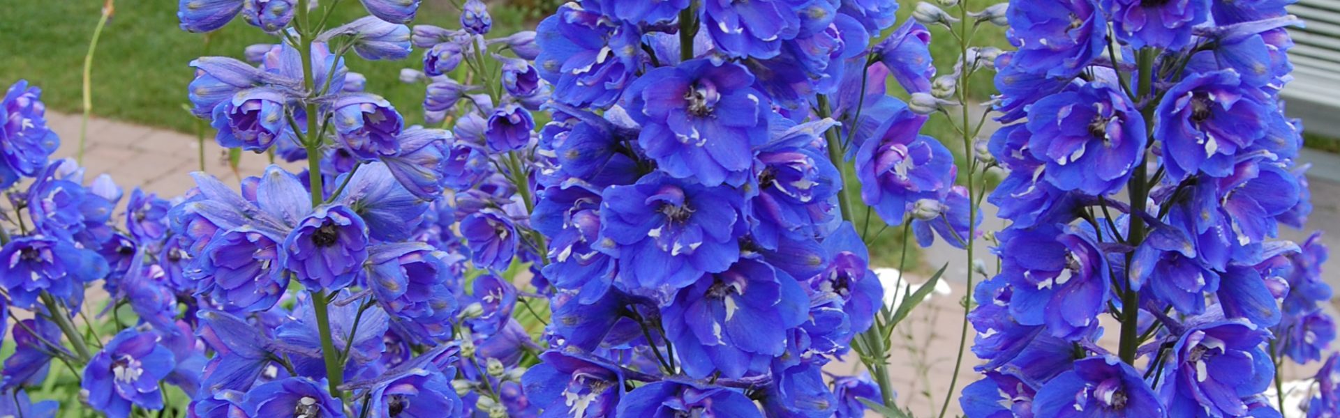 Sommer i blått – blå blomster til krukker og blomsterbed