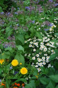 Sommerbed med Ringblomst, Kamille og agurkurt