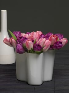 Tulipan
