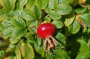 nype, rosenype, spiselige blomster,